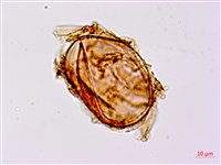 日本狗脊蕨藏品圖，第4張