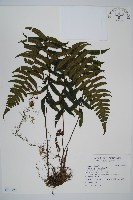 樸氏雙蓋蕨、毛柄蹄蓋蕨藏品圖，第1張