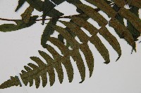 樸氏雙蓋蕨、毛柄蹄蓋蕨藏品圖，第3張