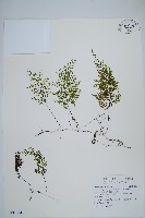 細葉蕗蕨藏品圖，第1張