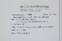 細葉蕗蕨藏品圖，第2張