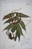 尾葉實蕨藏品圖，第1張