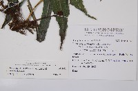 尾葉實蕨藏品圖，第2張