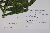 大葉毛蕨藏品圖，第2張