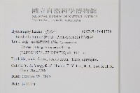 圓唇假脈蕨藏品圖，第2張