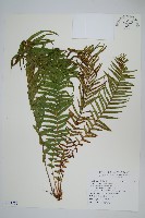 鱗蓋鳳尾蕨藏品圖，第1張