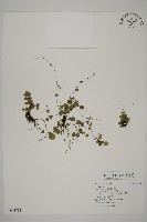 登錄號:P011731藏品圖，第1張