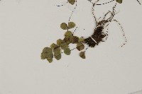 登錄號:P011731藏品圖，第4張