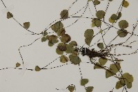 登錄號:P011731藏品圖，第5張