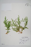 高雄卷柏藏品圖，第1張