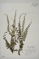 愛氏鐵線蕨藏品圖，第1張