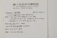 愛氏鐵線蕨藏品圖，第2張