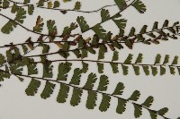 愛氏鐵線蕨藏品圖，第3張