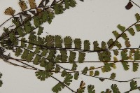 愛氏鐵線蕨藏品圖，第4張