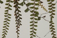 愛氏鐵線蕨藏品圖，第5張