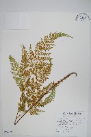 日本金粉蕨藏品圖，第1張