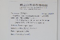 日本金粉蕨藏品圖，第2張