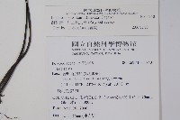 麟瓦葦、川上氏瓦葦藏品圖，第2張