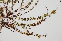 鐵角蕨藏品圖，第3張