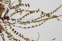 鐵角蕨藏品圖，第4張