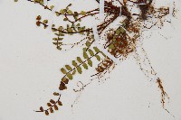 鐵角蕨藏品圖，第5張