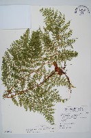 小膜蓋蕨、臺灣小膜蓋蕨藏品圖，第1張