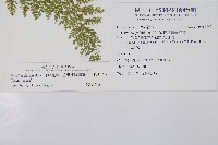 小膜蓋蕨、臺灣小膜蓋蕨藏品圖，第2張