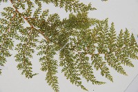 小膜蓋蕨、臺灣小膜蓋蕨藏品圖，第3張