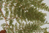 小膜蓋蕨、臺灣小膜蓋蕨藏品圖，第4張