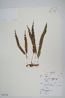 恩氏茀蕨藏品圖，第1張