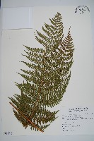 柄囊蕨藏品圖，第1張