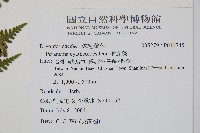 柄囊蕨藏品圖，第2張