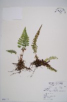 細裂蹄蓋蕨藏品圖，第1張