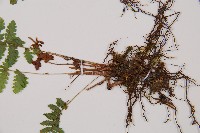 細裂蹄蓋蕨藏品圖，第3張