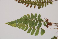 細裂蹄蓋蕨藏品圖，第4張