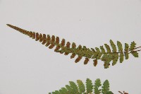 細裂蹄蓋蕨藏品圖，第5張