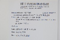 斜方複葉耳蕨藏品圖，第2張