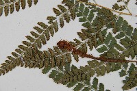 斜方複葉耳蕨藏品圖，第4張