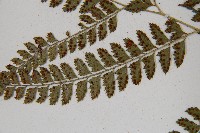 斜方複葉耳蕨藏品圖，第5張