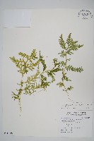 全緣卷柏藏品圖，第1張