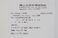 腎蕨藏品圖，第2張