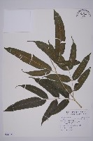 華鳳丫蕨藏品圖，第1張