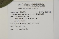 華鳳丫蕨藏品圖，第2張