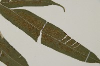 華鳳丫蕨藏品圖，第5張