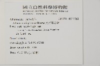 陵齒蕨、鱗始蕨藏品圖，第2張