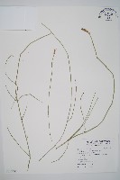 木賊藏品圖，第1張