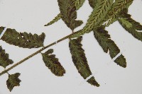 鋸齒雙蓋蕨、線葉雙蓋蕨、刺鱗雙蓋蕨藏品圖，第3張