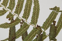 鋸齒雙蓋蕨、線葉雙蓋蕨、刺鱗雙蓋蕨藏品圖，第4張