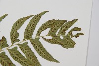 鋸齒雙蓋蕨、線葉雙蓋蕨、刺鱗雙蓋蕨藏品圖，第5張