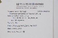 尖葉耳蕨藏品圖，第2張